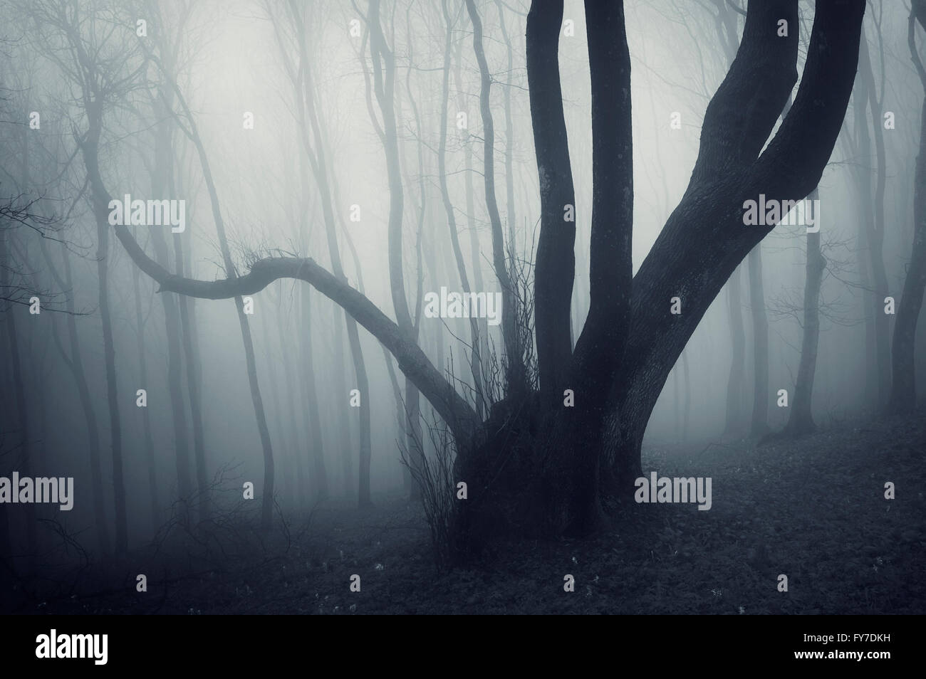 Dark forest in fog at night Stock Photo - Alamy