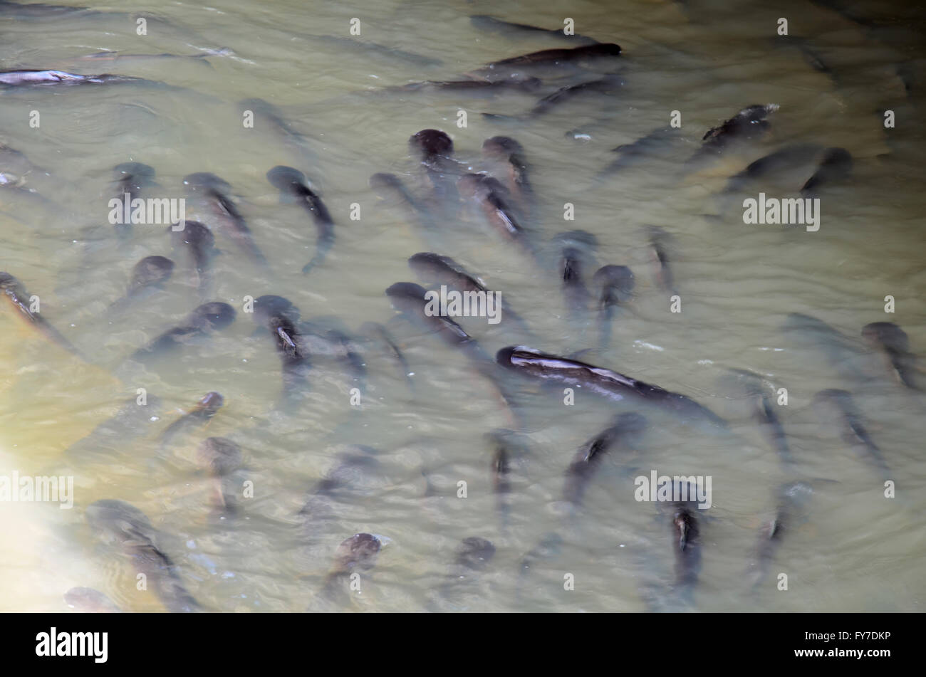 Thai people feeding food to fish at Chao phraya river in Nonthaburi