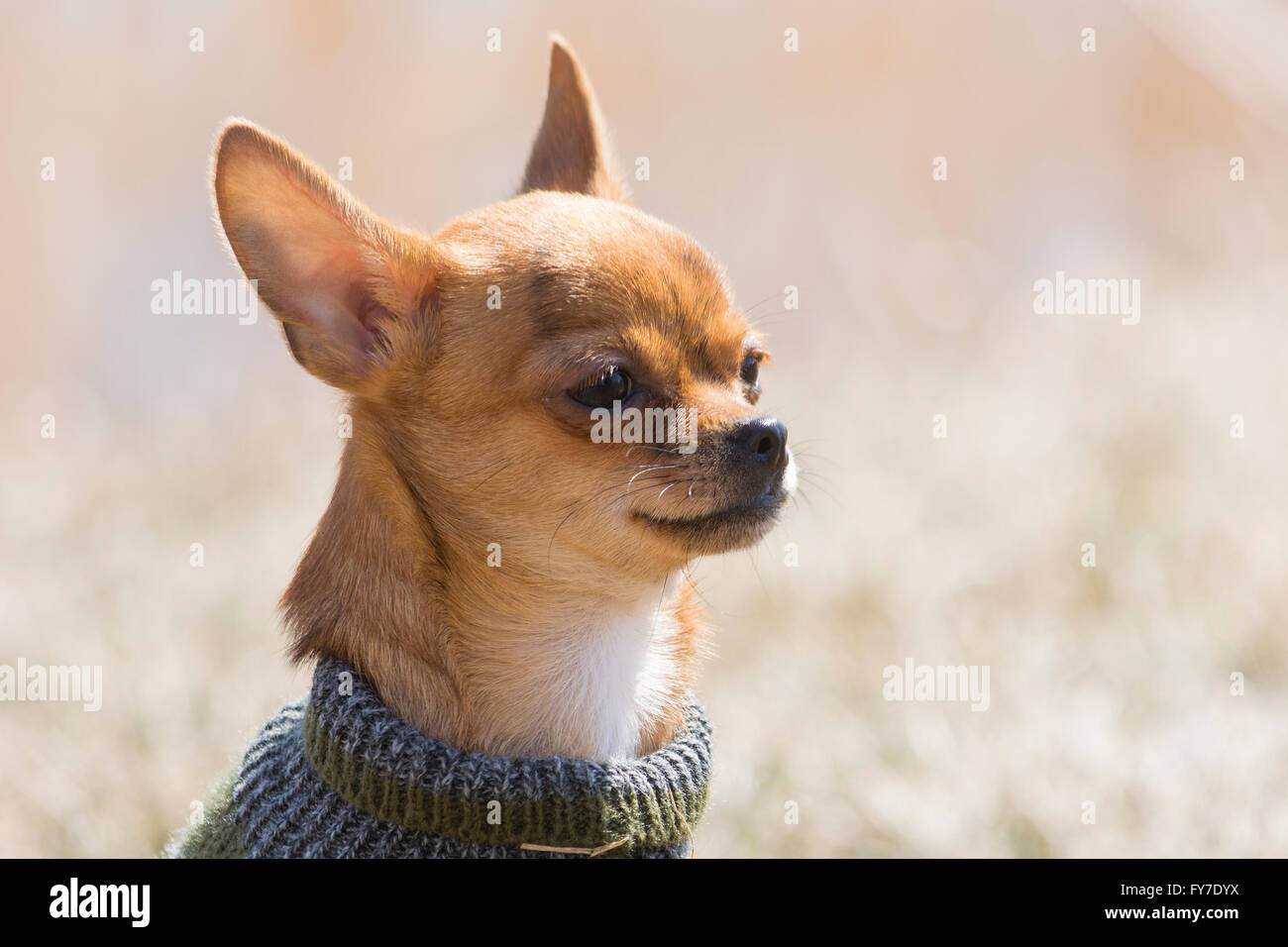 head shot of a young chihuahua dog Stock Photo