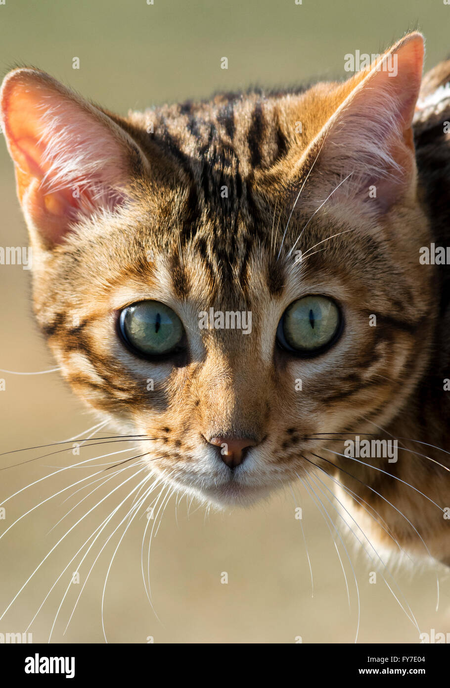 head shot of a bengal kitten shot innatural in front of a green blurred background Stock Photo