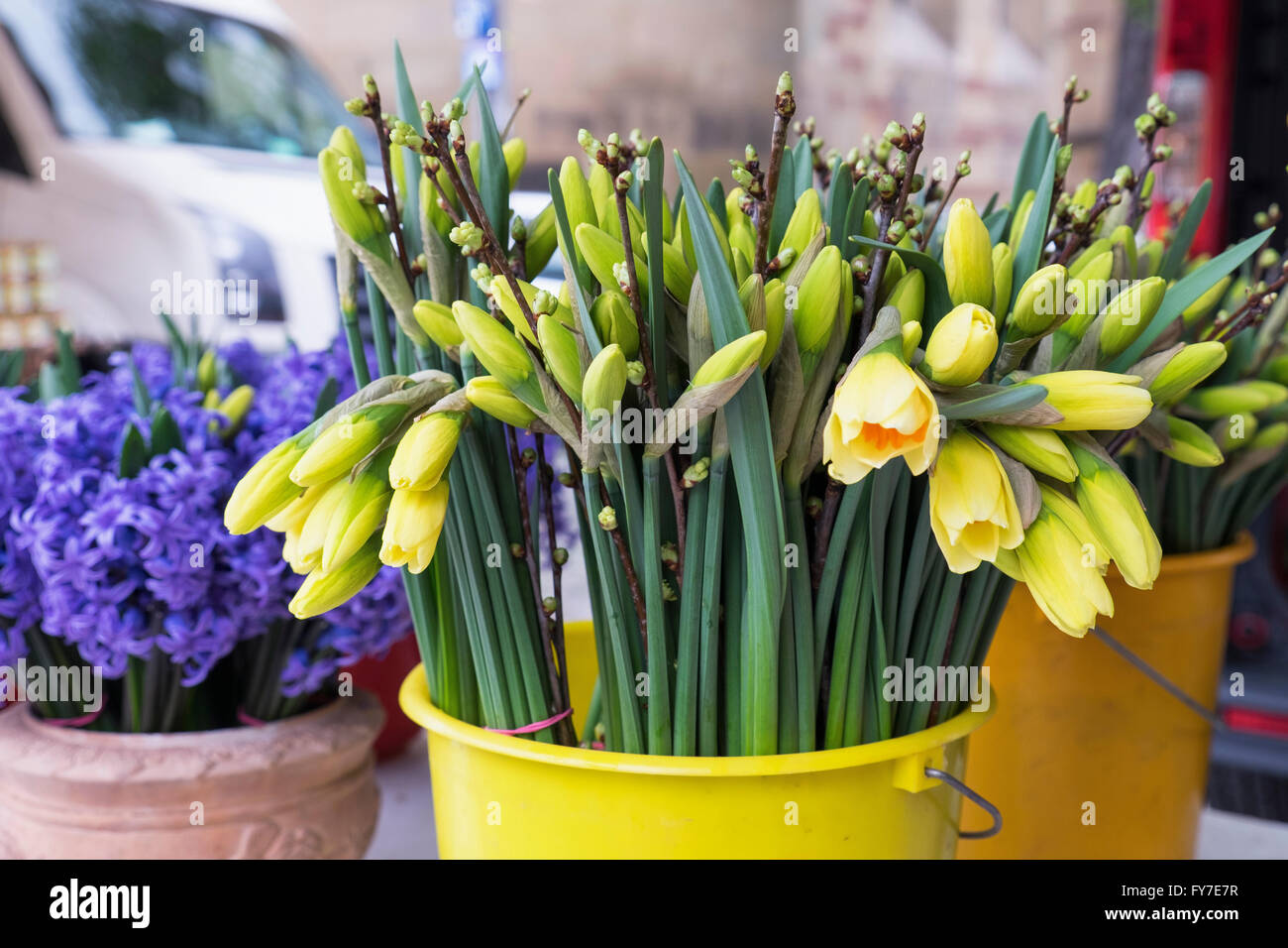 Daffodils and grape hyacinths hires stock photography and images Alamy