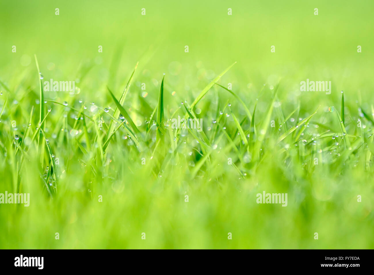 Dewdrop on green grasses (shallow depth of field) Stock Photo