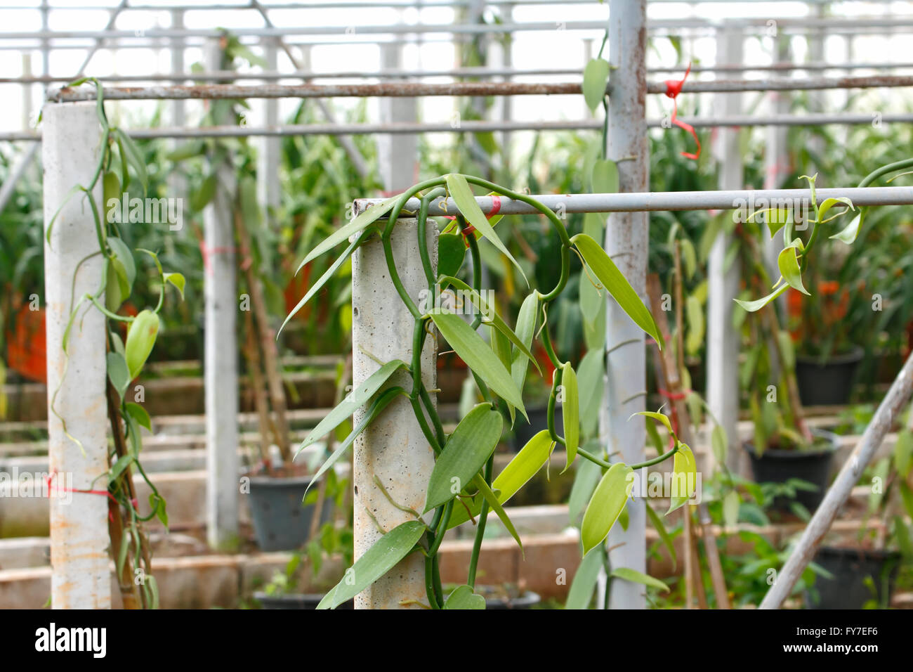 Vanilla cultivation farm, Vanilla planifolia (orchid) planting for harvest the fruits to extract