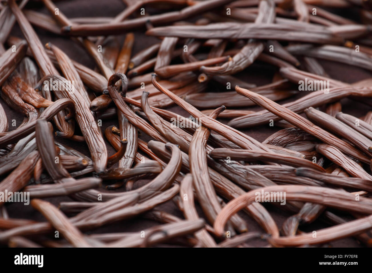 Vanilla dry fruit (vanilla bean, pod) in the curing ferments process
