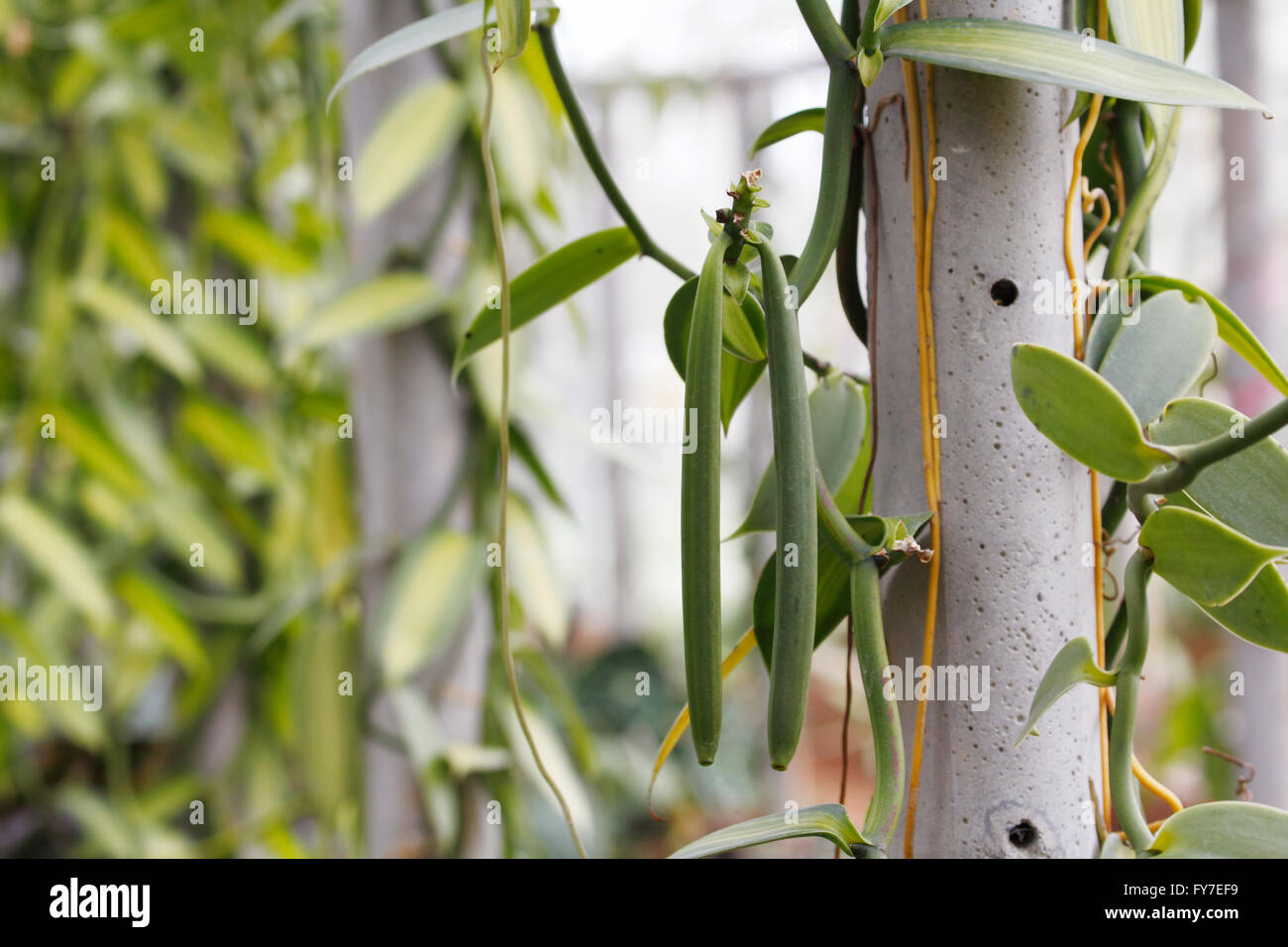 Vanilla fruit (vanilla bean, pod Stock Photo Alamy