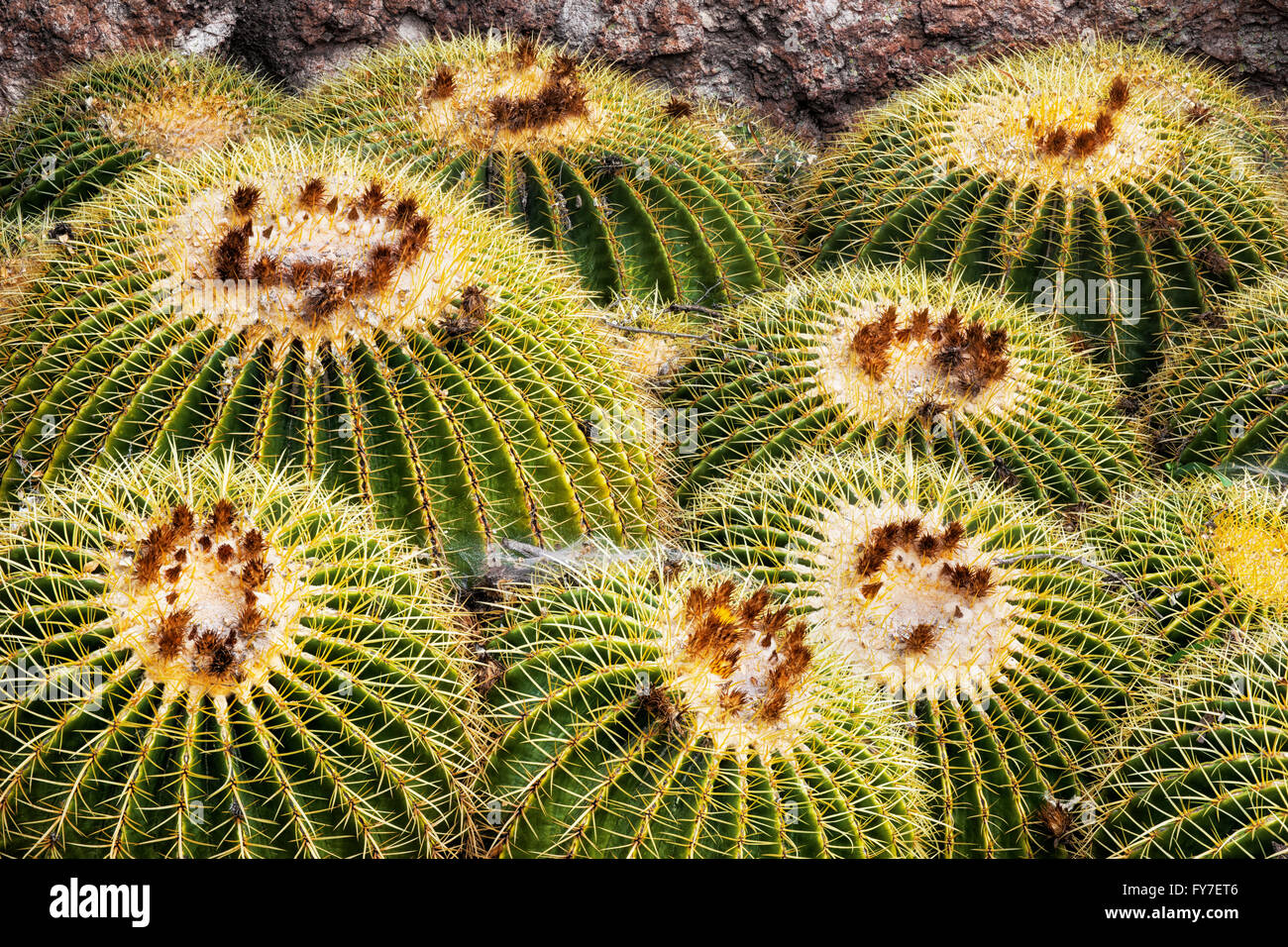 Over 2600 species of arid plants including this display of barrel