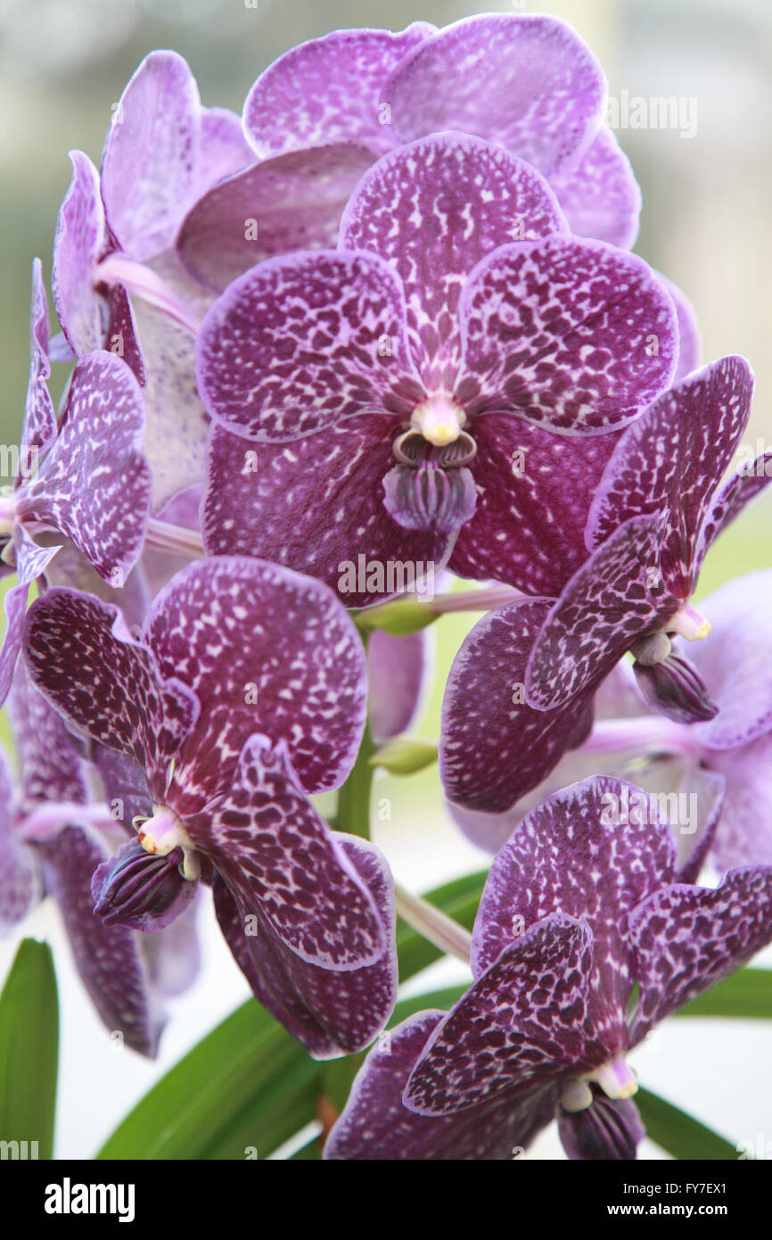 Close up of purple Orchid plant flowers. Stock Photo