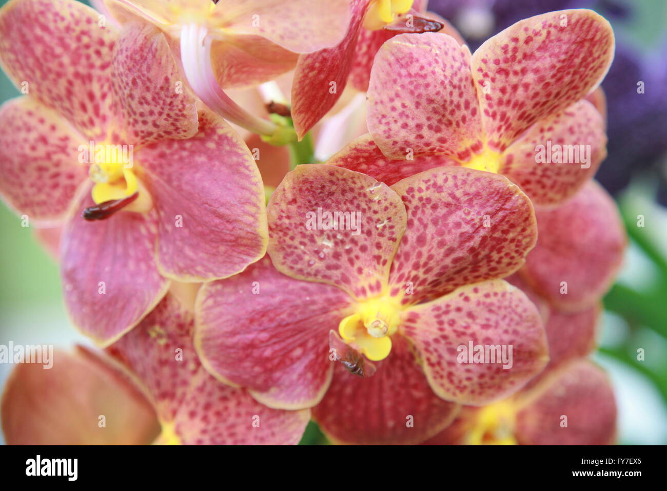 Close up of pink and yellow Orchid plant flowers. Photography by Doreen Kennedy Stock Photo