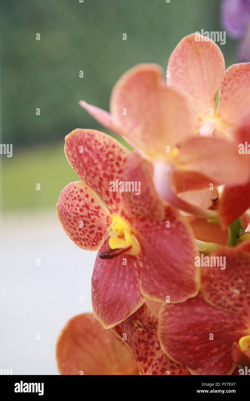 Close up of red and yellow Orchid plant flowers. Photography by Doreen Kennedy Stock Photo