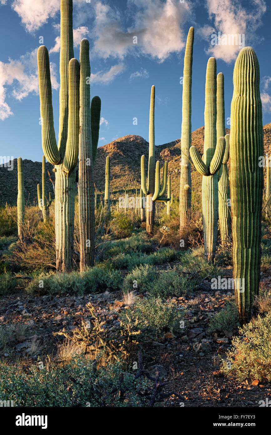 The warmth of evening light on the towering saguaro cactus in Arizona's Saguaro National Park. Stock Photo