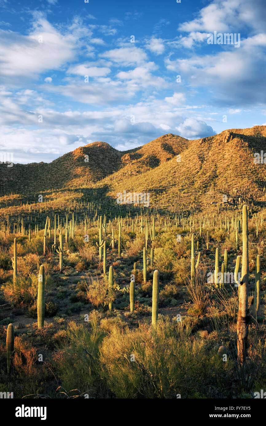 Evening light bathes the forest of saguaro cactus among the Red Hills of Arizona's Saguaro National Park. Stock Photo