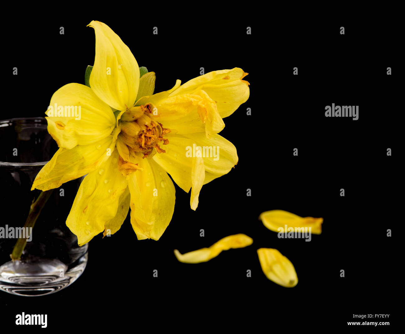 Yellow wither dying dahlia flower on a glass pot isolated on a black background Stock Photo