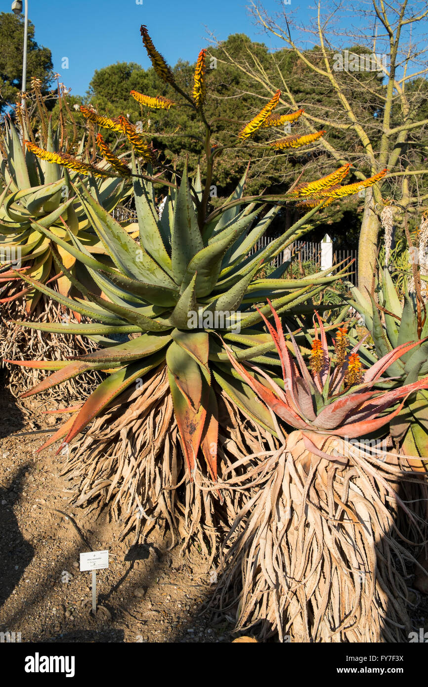 Aloe marlothii. Parque de la paloma. Benalmádena, Málaga, Spain Stock Photo