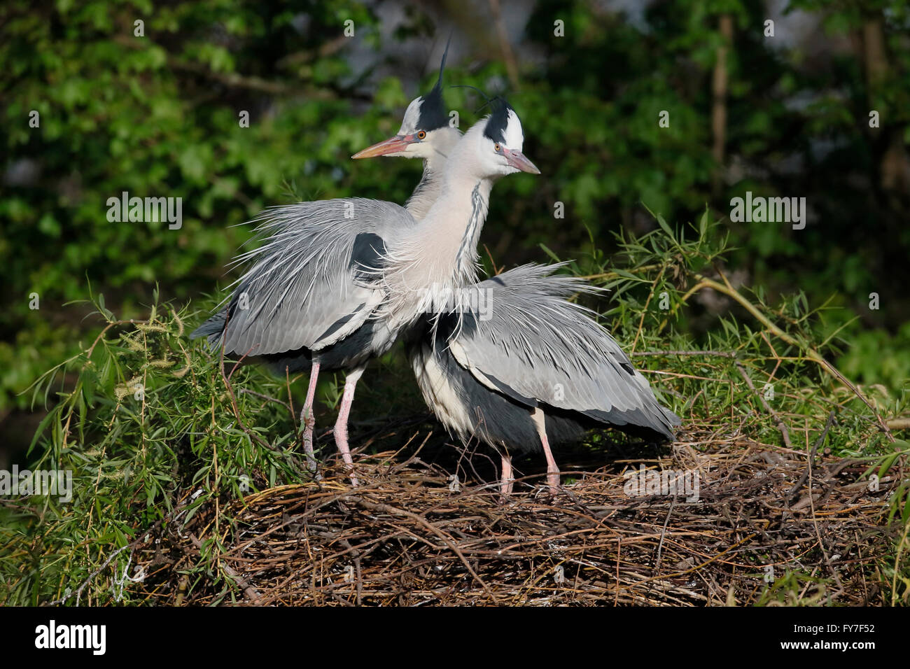 Grey heron, Ardea cinerea, two birds on nest, Regents Park, London, April 2016 Stock Photo
