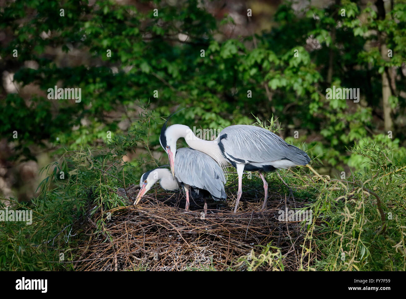 Grey heron, Ardea cinerea, single bird on nest, Regents Park, London, April 2016 Stock Photo