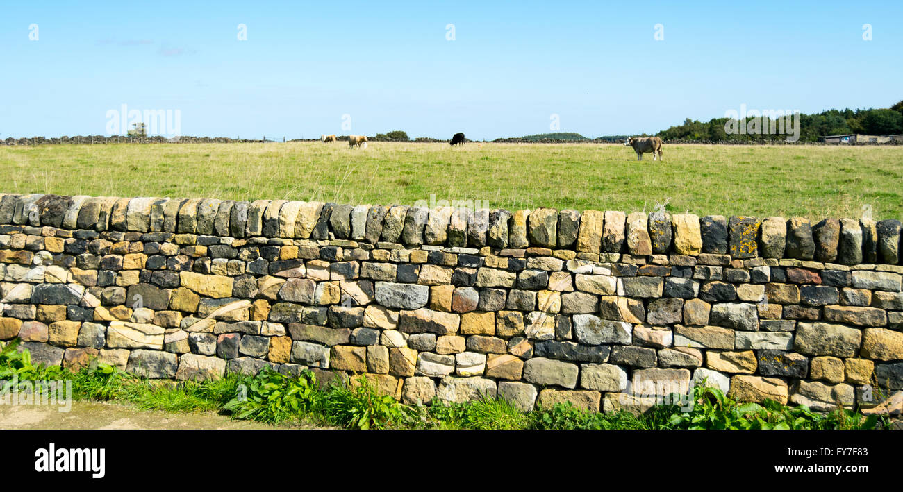 A carved handmade sandstone wall around a cow field in Otley Chevin, West Yorkshire, UK. Stock Photo