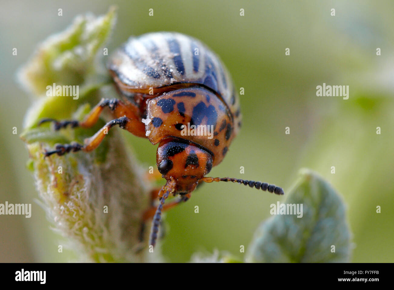 Beetle of potatoes. Potato beetle. Stock Photo