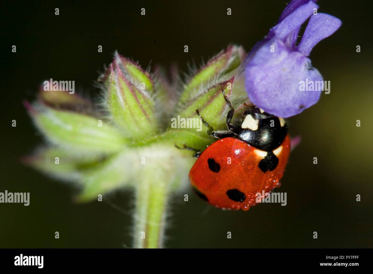 A ladybug, Coccinella septempunctata. Stock Photo
