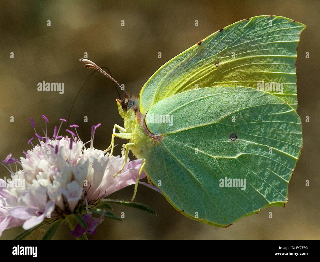 Butterfly Gonepteryx rhamni over a clover flower. Stock Photo