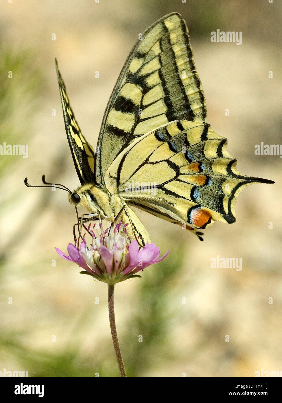 Butterfly Papilio macaon over a clover flower. Stock Photo