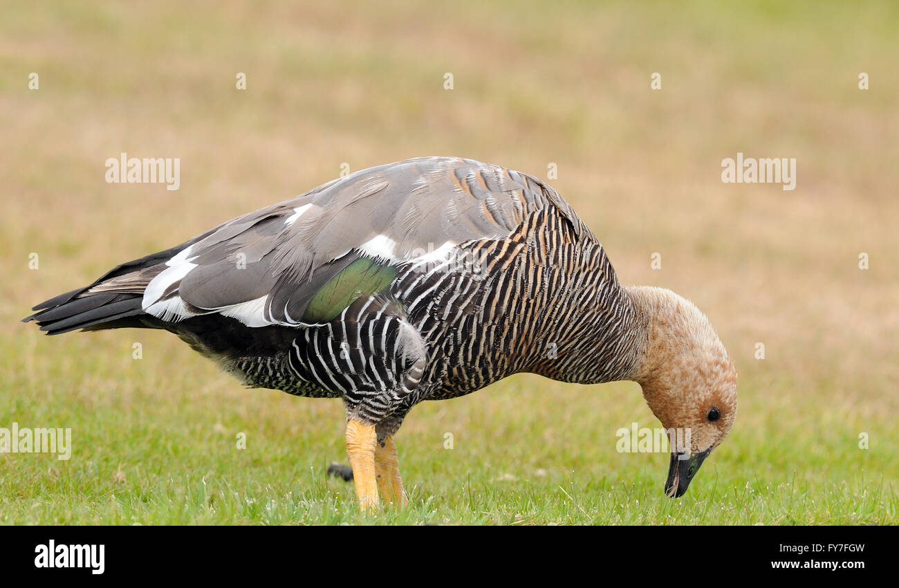 A Female Upland Goose Chloephaga Picta Leucoptera Grazing On Neatly a-female-upland-goose-chloephaga-picta-leucoptera-grazing-on-neatly