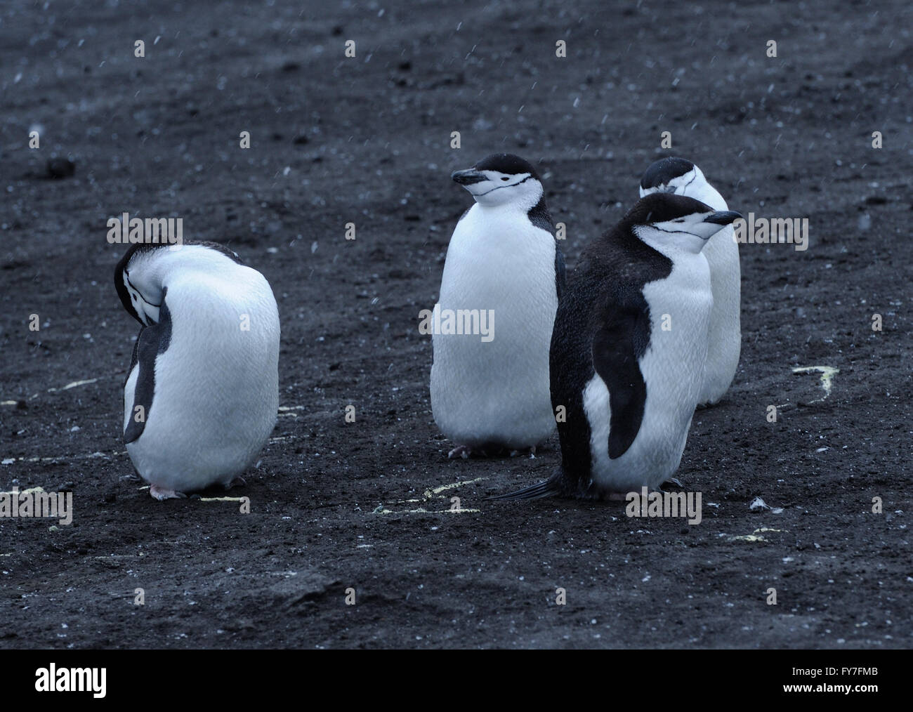 Four Chinstrap Penguins (Pygoscelis antarctica)) stand on black volcanic sand in their nesting colony. Saunders Island, Stock Photo