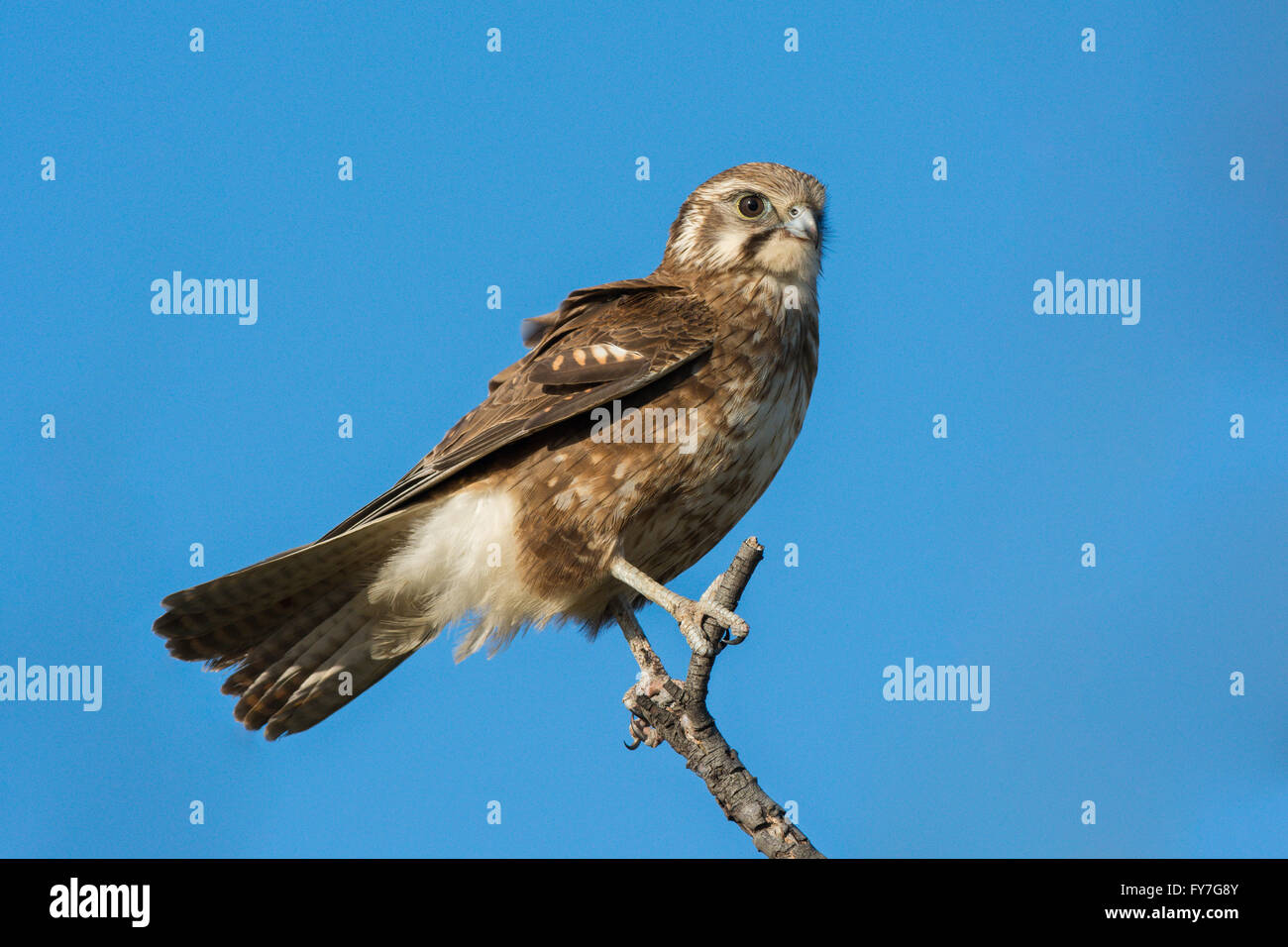 Australian brown falcon hi-res stock photography and images - Alamy