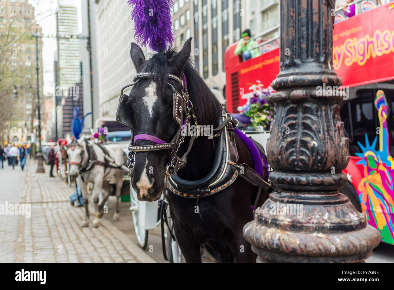 Nyc carriage industry hi-res stock photography and images - Alamy