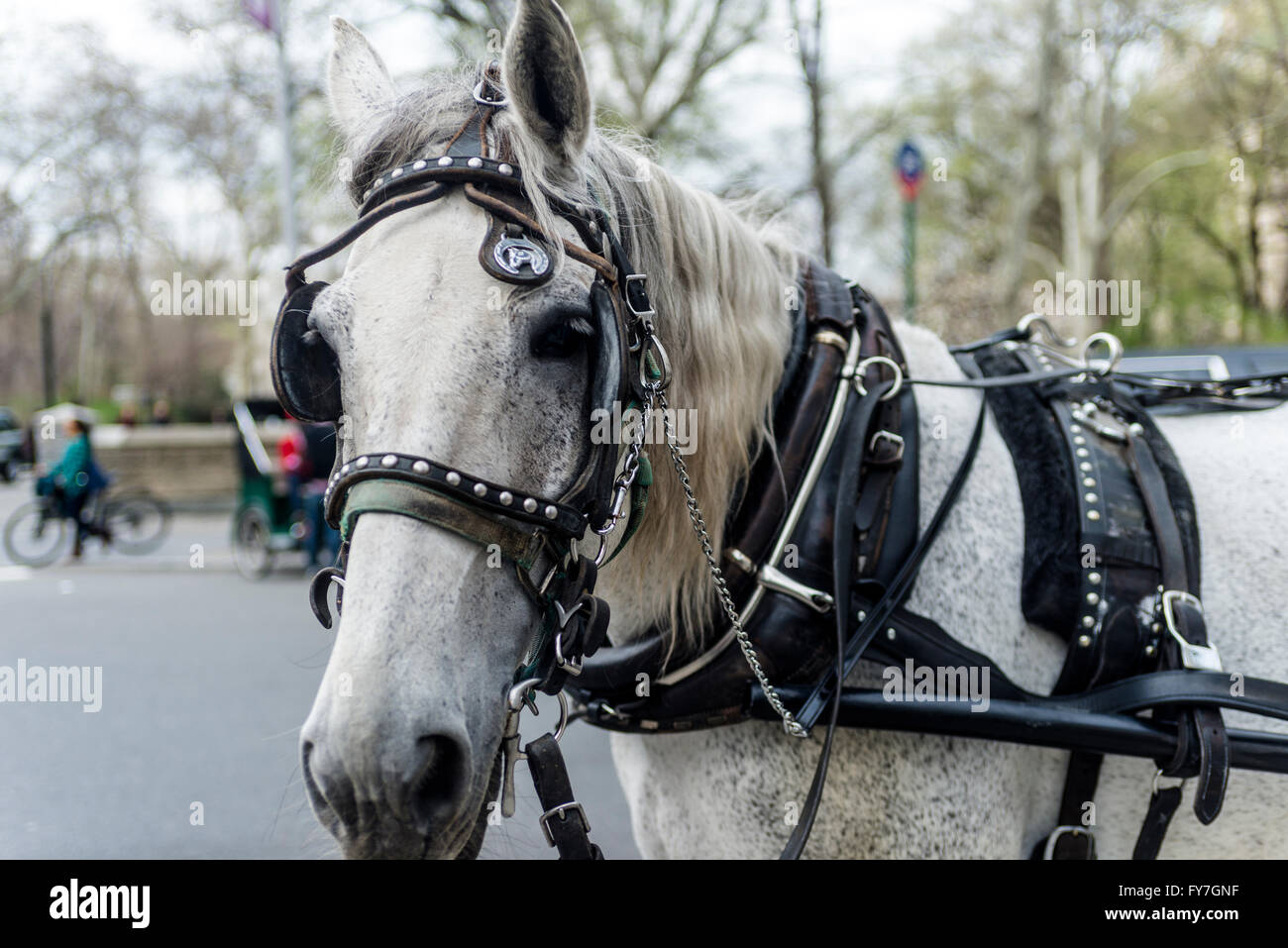 New York, NY 31 March 2016 - White carriage horse at Grand Army Plaza near Central Park South. Stock Photo
