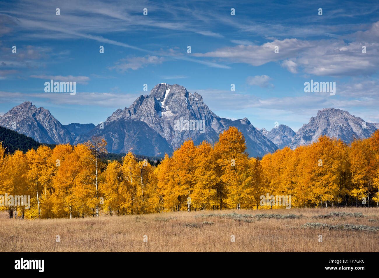 WY01544-00...WYOMING - Aspen trees in fall color and Mount Moran in Grand Teton National Park. Stock Photo