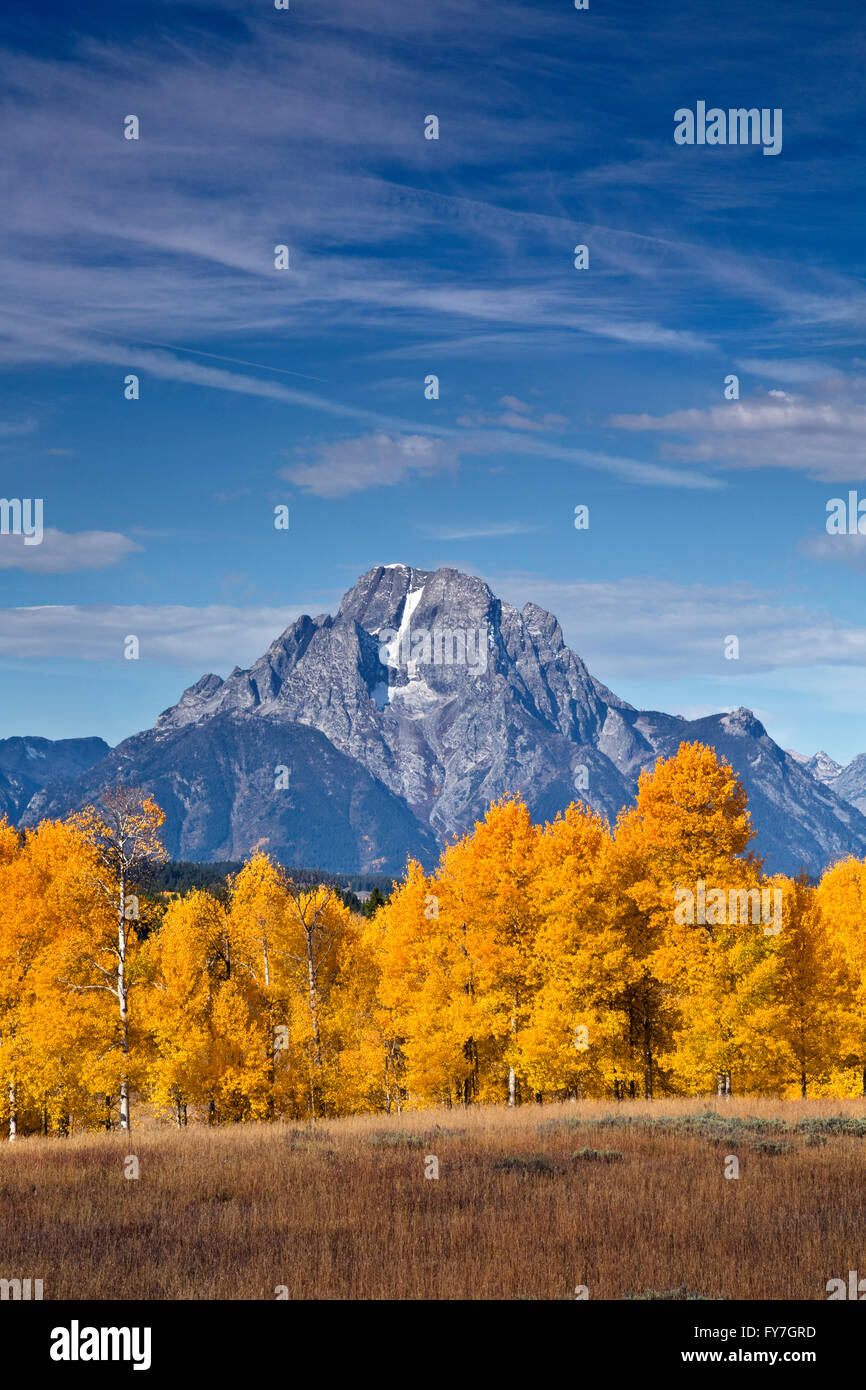 WY01545-00...WYOMING - Aspen trees in fall color and Mount Moran in Grand Teton National Park. Stock Photo