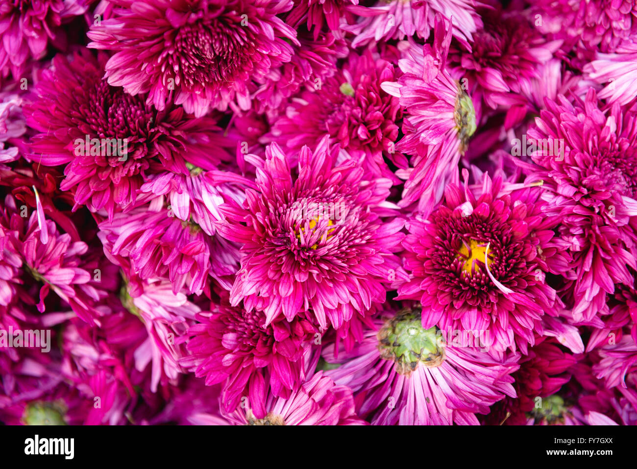 Detail of purple flowers at Jaipur flower market Stock Photo Alamy