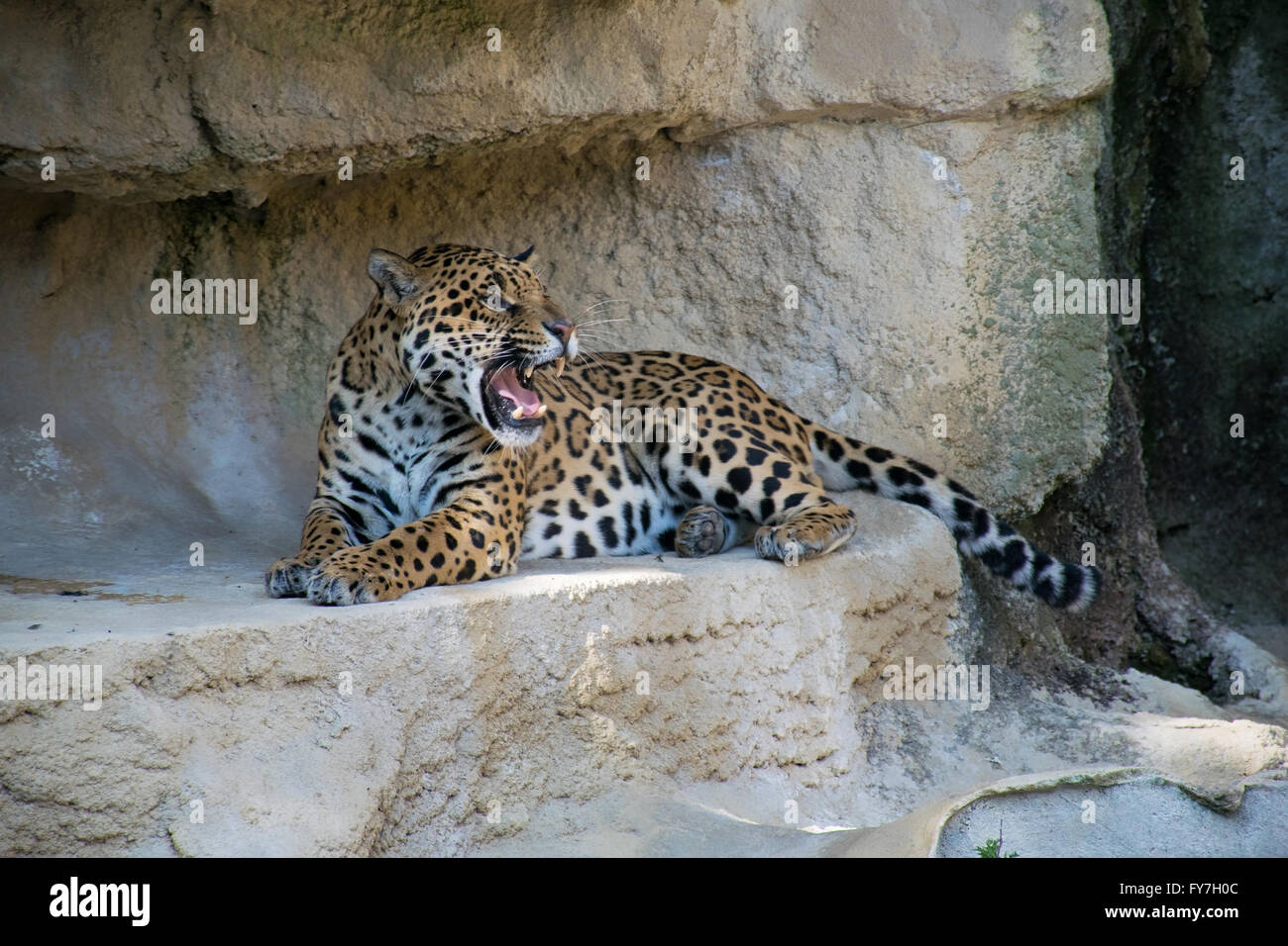 Beautiful panther on rocks Stock Photo - Alamy