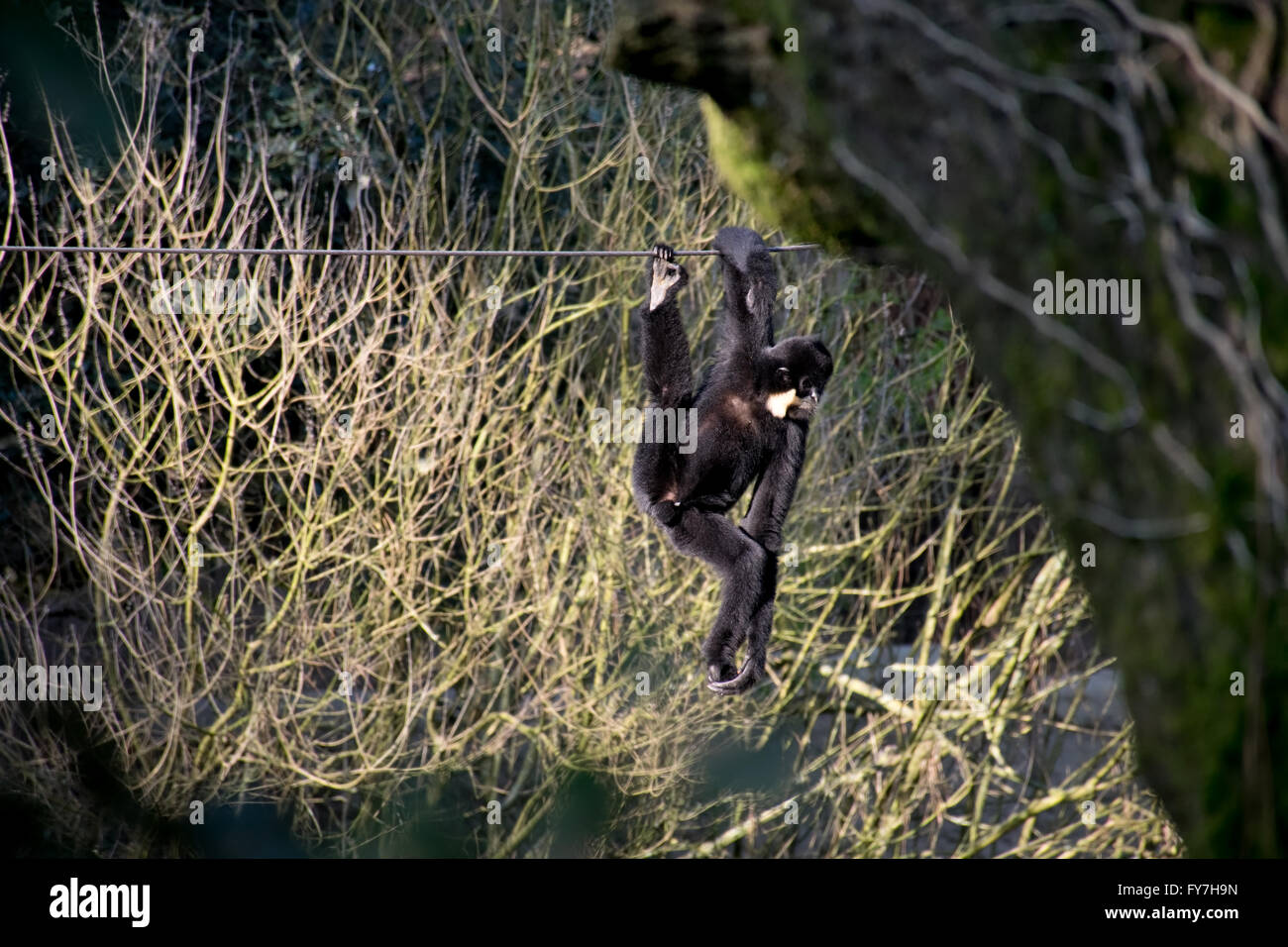 A monkey hanging on a rope Stock Photo Alamy