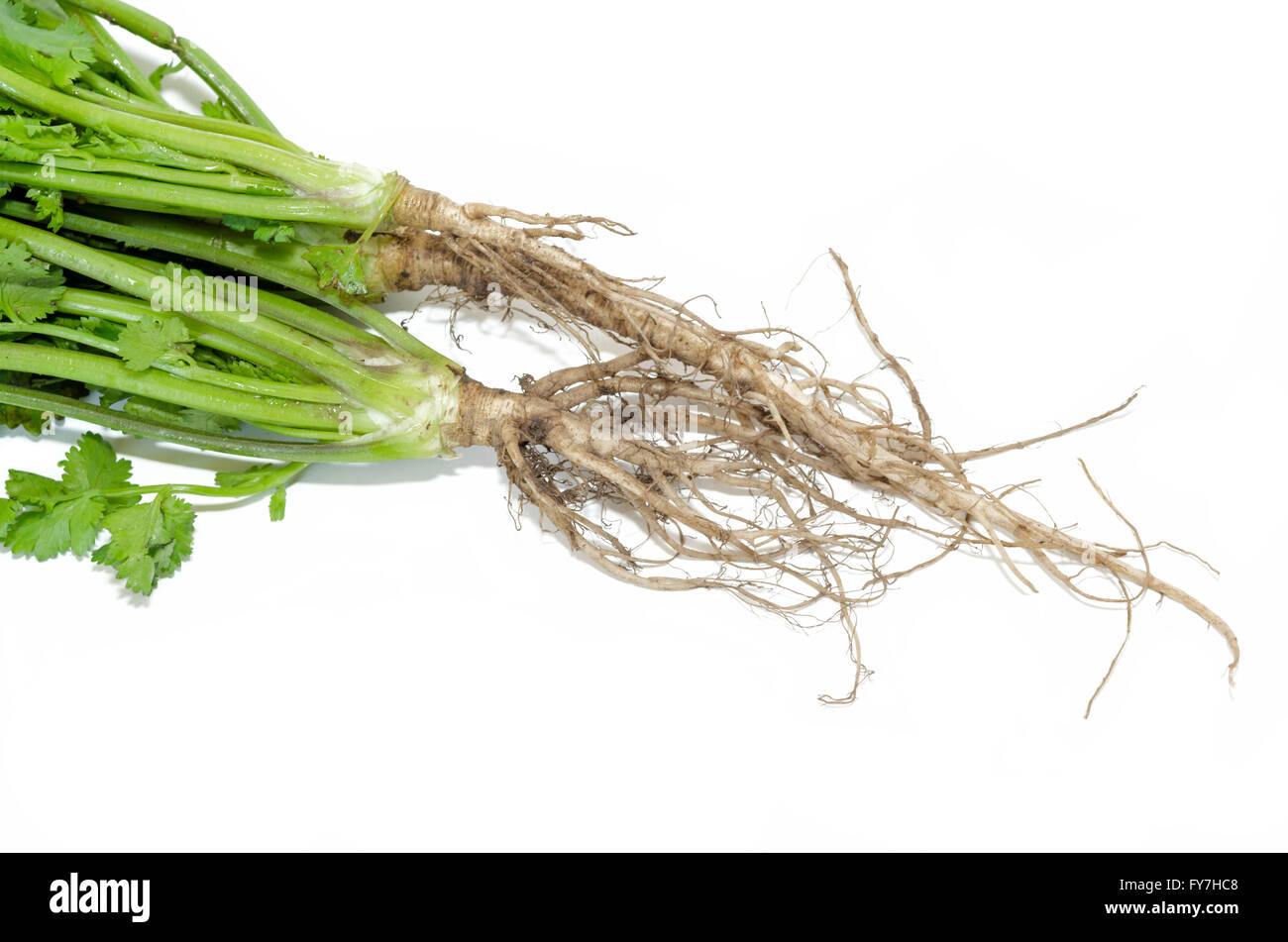 Cilantro roots hires stock photography and images Alamy