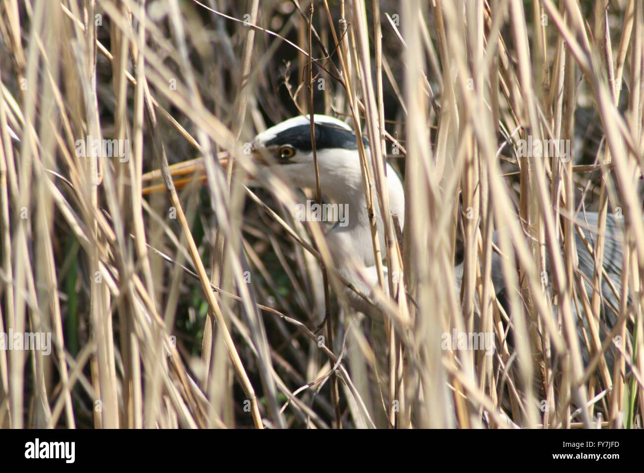 I spy a heron Stock Photo