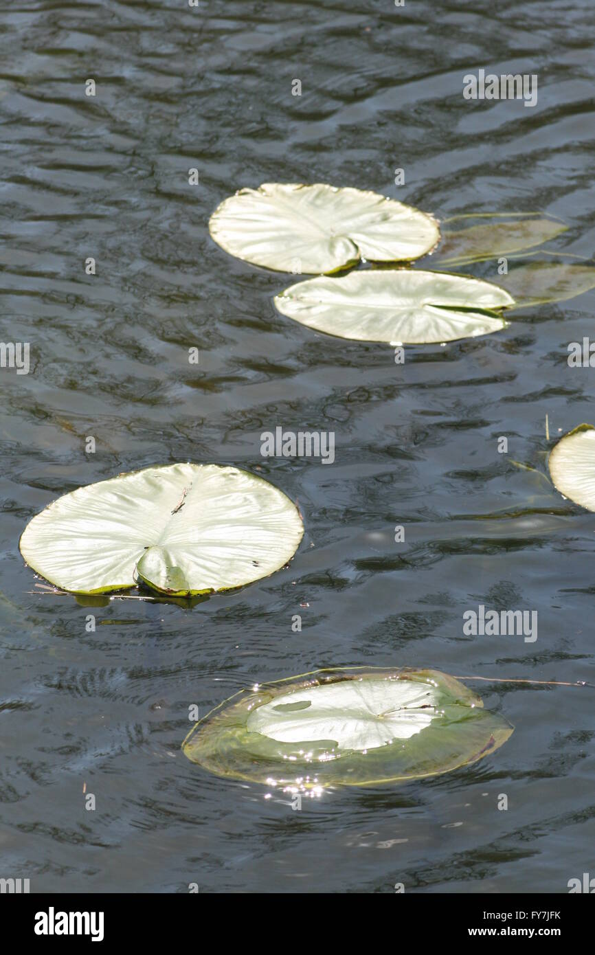 Lily pads on the pond Stock Photo
