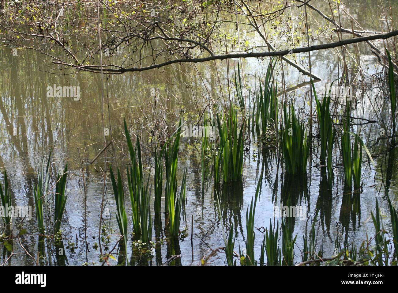Spring growth in Swan Lake Stock Photo