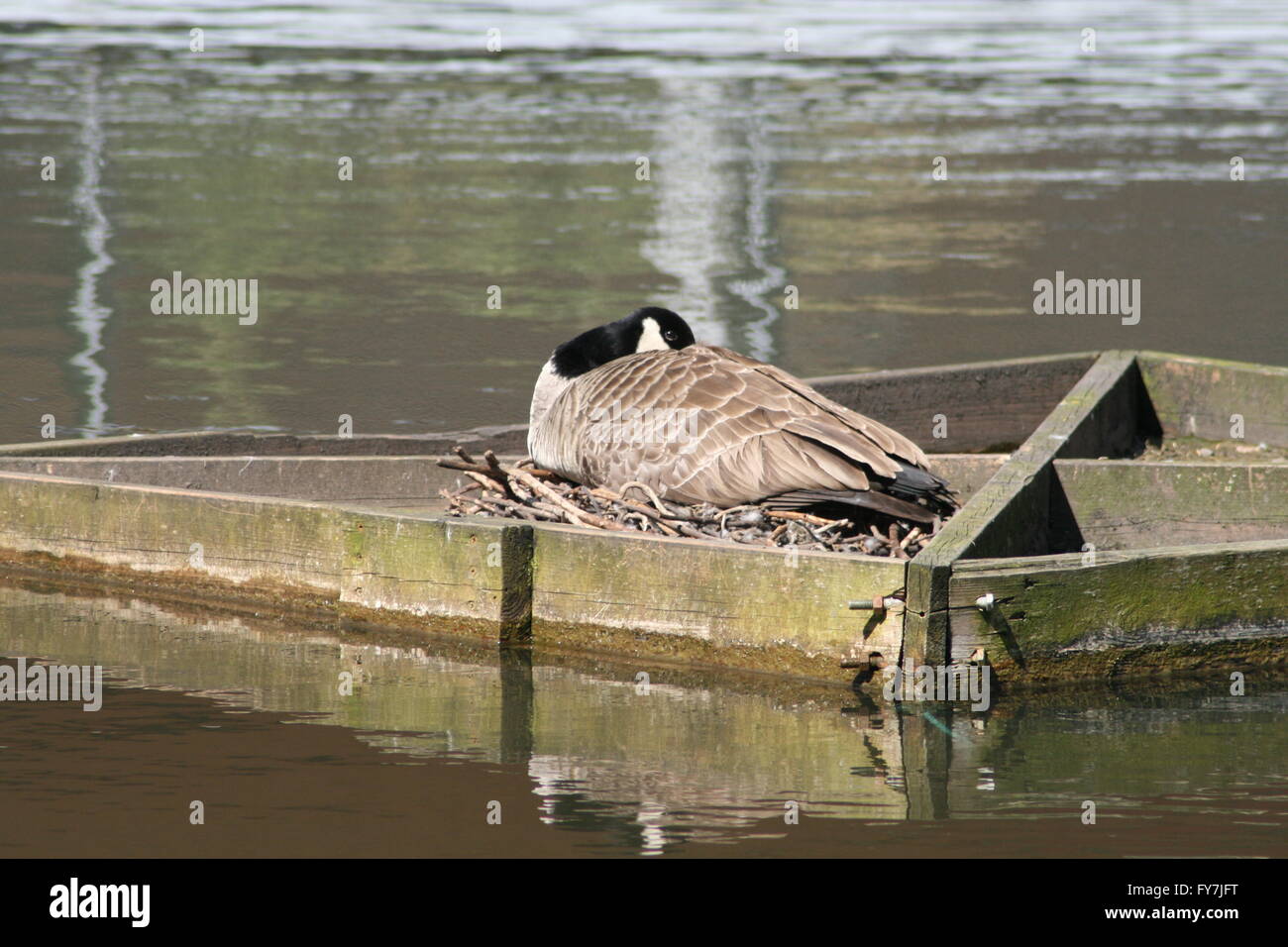 Canada goose on nest Stock Photo