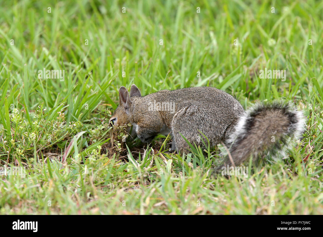 Grey Squirrel rooting around to the grass for food, April 2016 Stock Photo