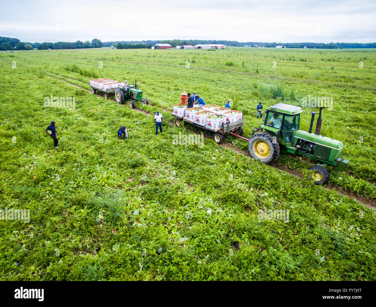 Aerial view of Worms farm (Sudano) harvesting watermelons  in Preston MD Stock Photo