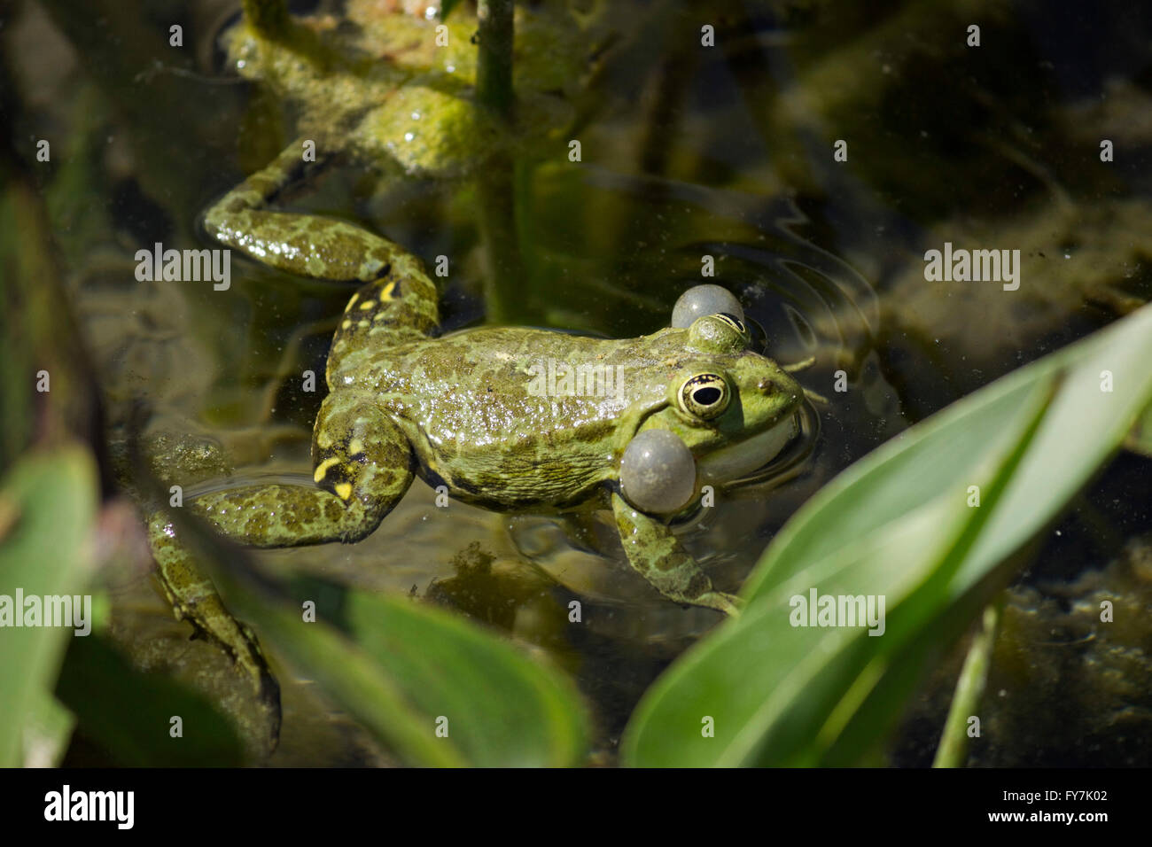Greek marsh frog or Balkan water frog (Family Ranidae, sp. Pelophylax kurtmuelleri or Rana balcanica) croaking in mating season Stock Photo