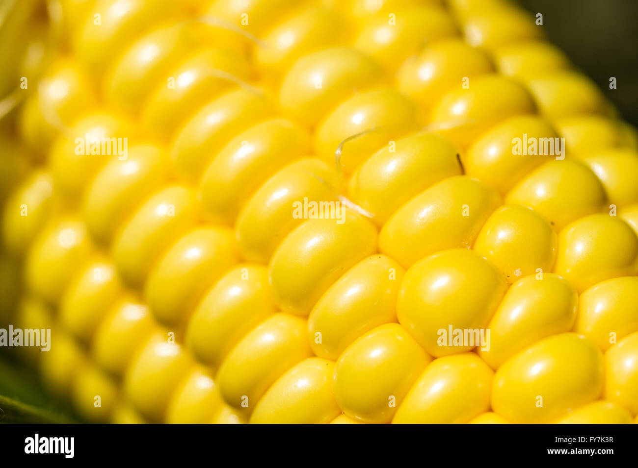 Detail of corn on the cob in Chestertown, MD. Stock Photo