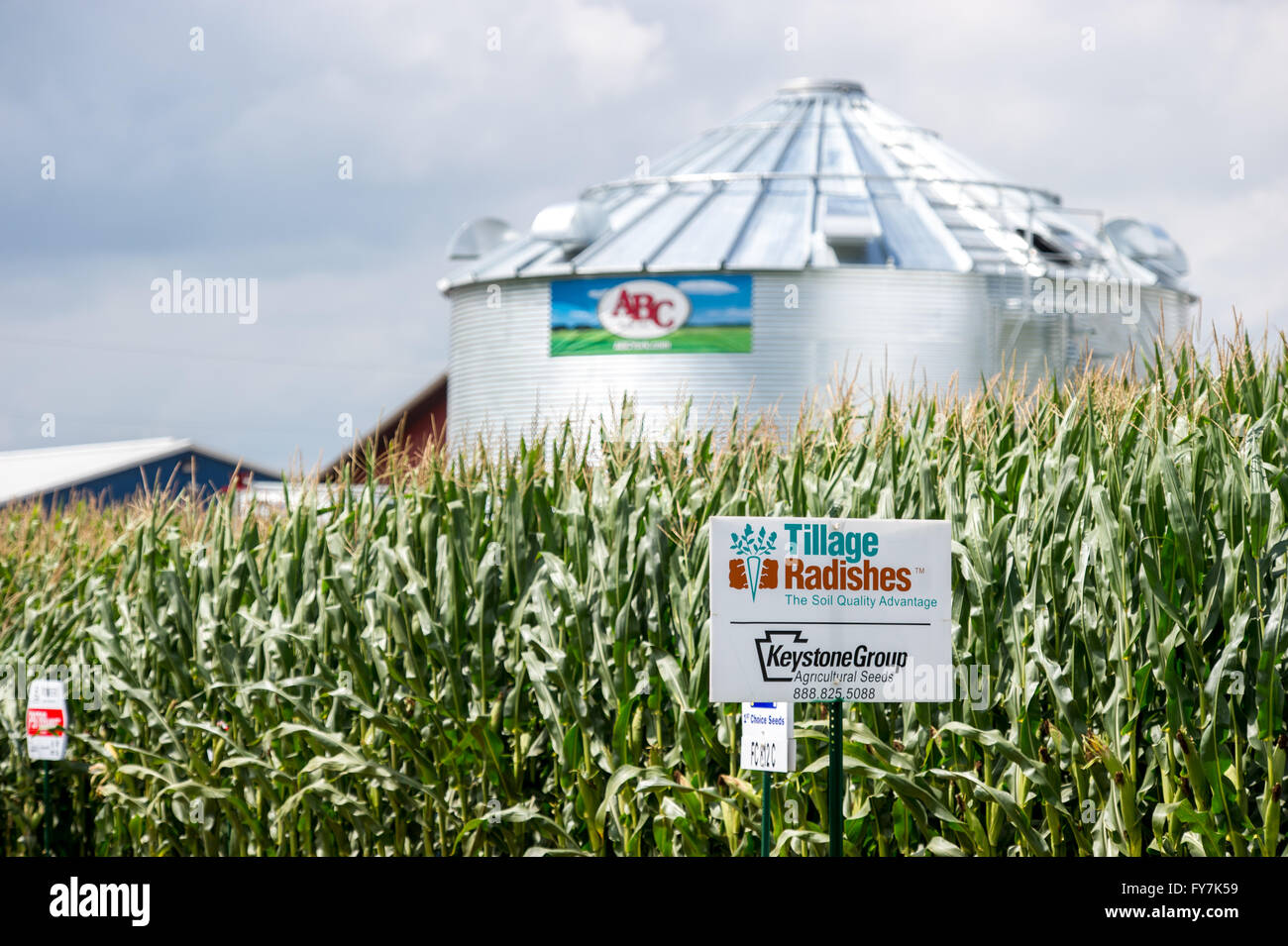 Silo and Cornfield at Ag Progress days 2015 in State College, Pennsylvania. Stock Photo