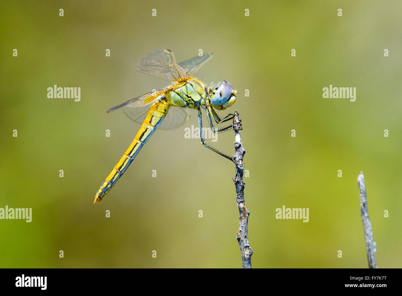 Yellow Dragonfly grabbing a branch Stock Photo