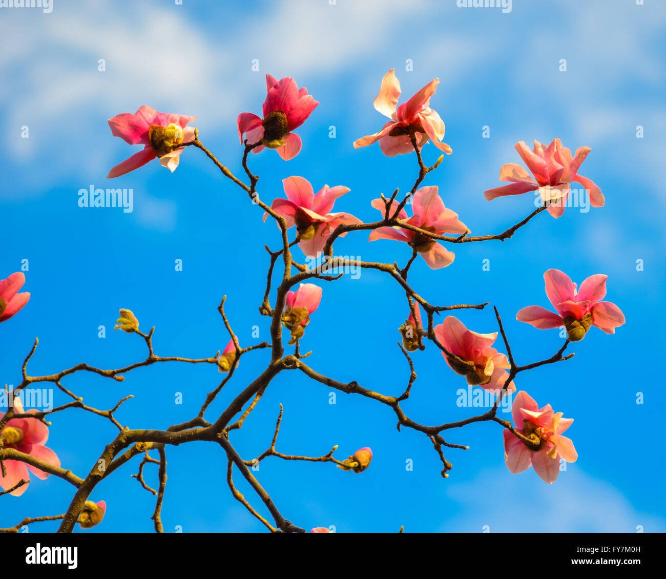 Pink Magnolia tree against a blue sky Stock Photo - Alamy