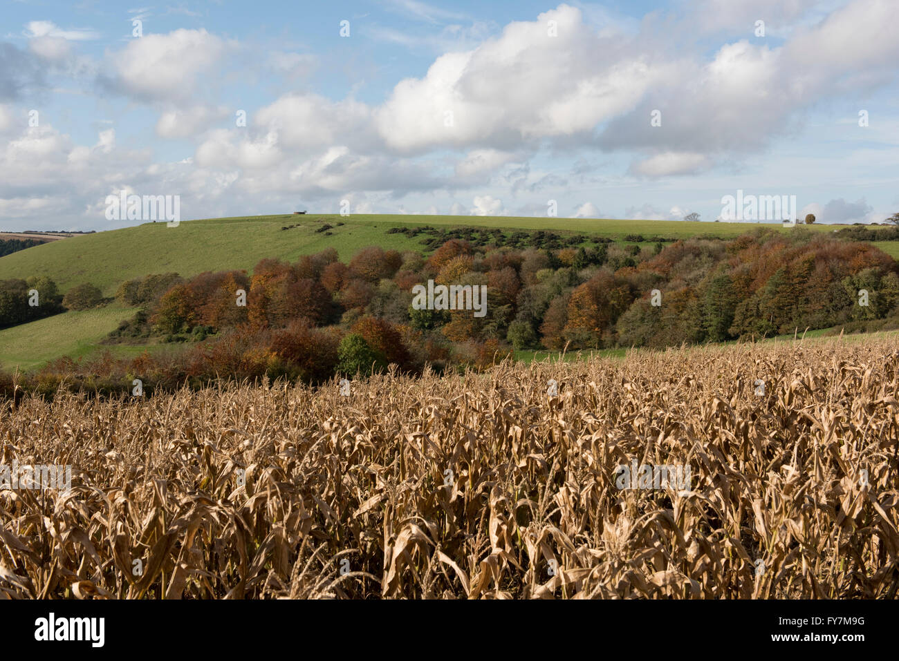 Dry dessicated maize game crop in autumn with colourful downland trees on a fine October day Stock Photo