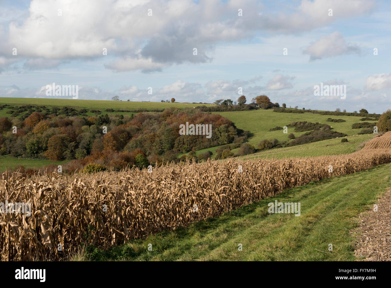 Dry dessicated maize game crop in autumn with colourful downland trees on a fine October day Stock Photo