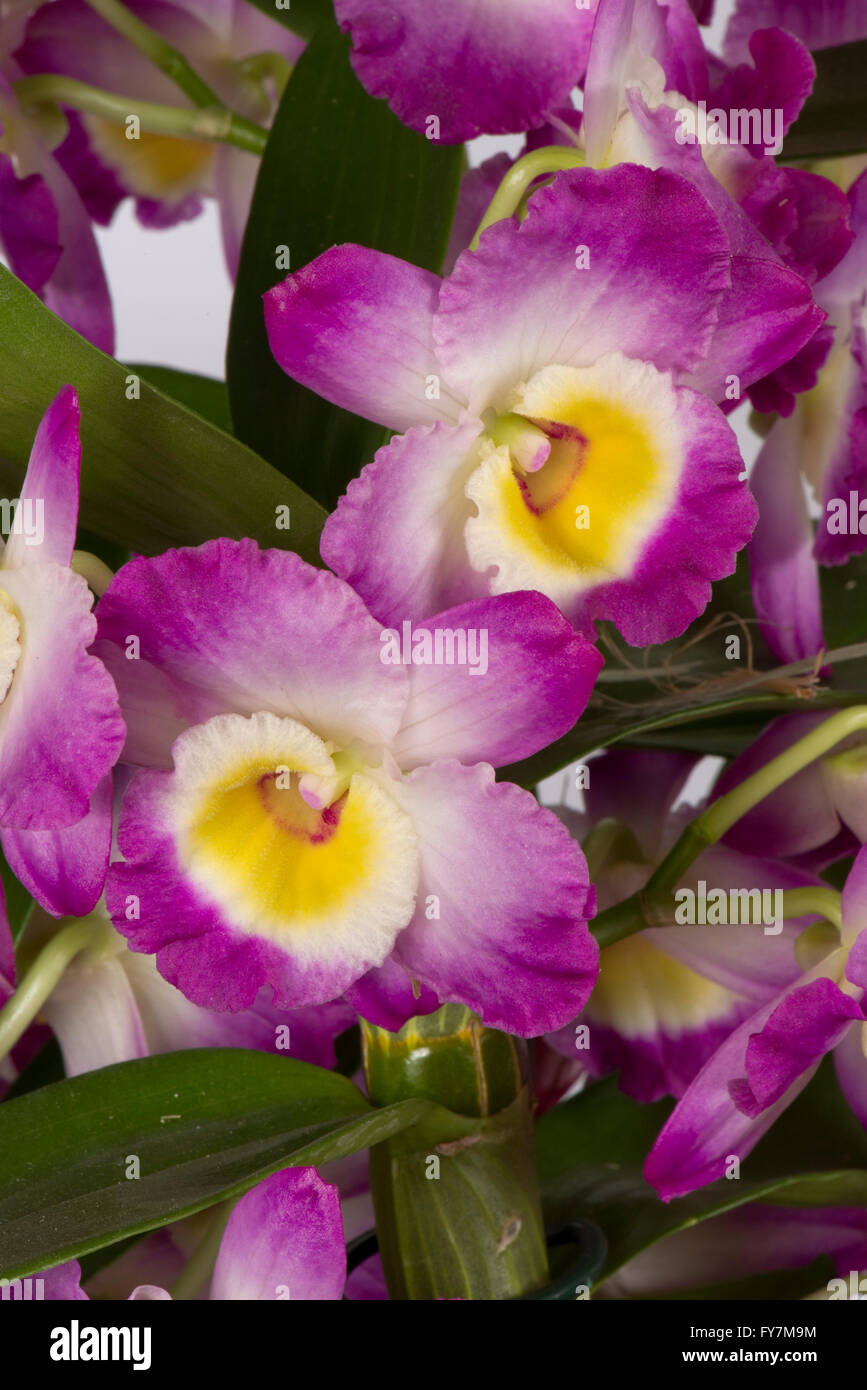 Noble dendrobium, Dendrobium nobile, a pink flowering cultivated orchid with pseudobulbs formed in the stems Stock Photo