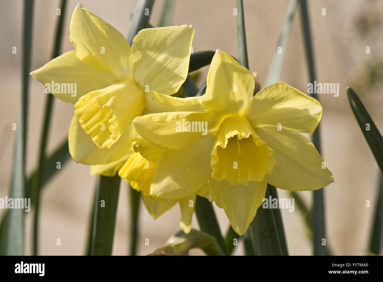 Narcissus 'Pipit', a jonquilla daffodil with several pale lemon-yellow flowers, April Stock Photo